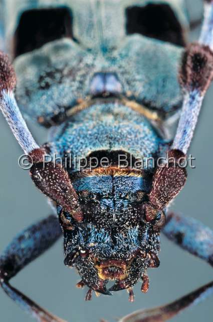 Rosalia alpina.JPG - Rosalia alpina (Portrait)Rosalie alpineLongicorneLong horned beetleColeopteraCerambycidaeFrance